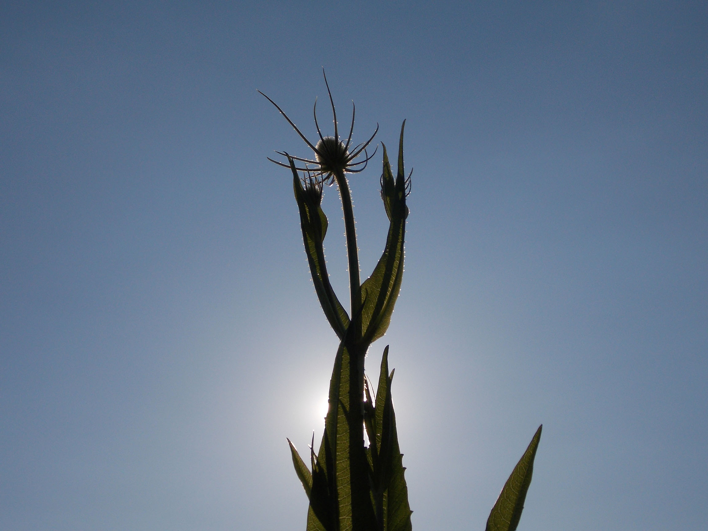 plant against blue sky