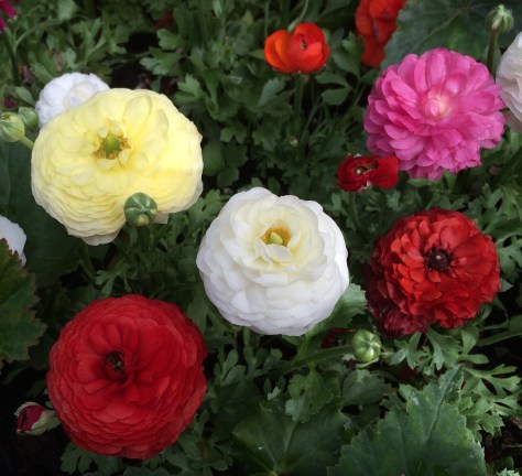 prussian buttercups2