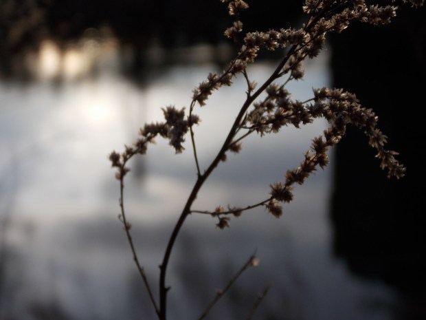 reeds with blue back