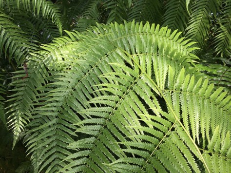 fern2