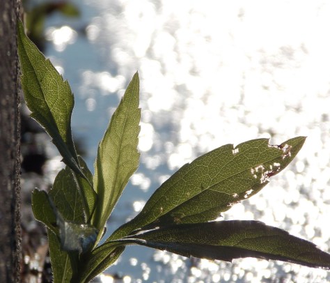leaf and water