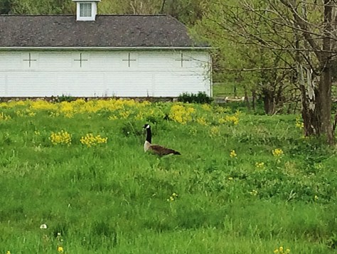 goose in the field