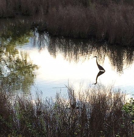 heron and reflections2