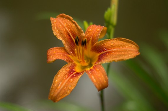 orange lily