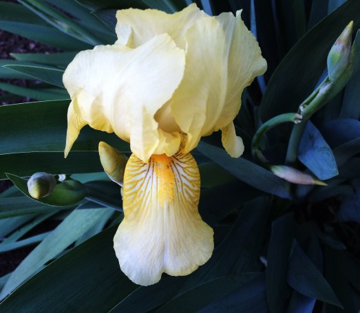 yellow iris