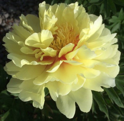 yellow peony