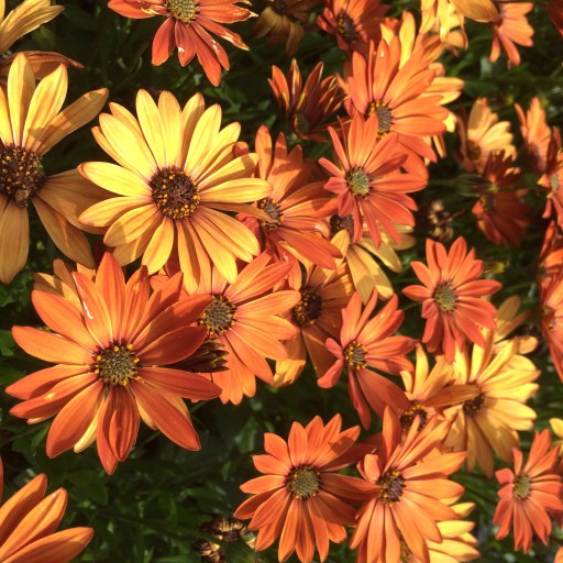 orange daisies
