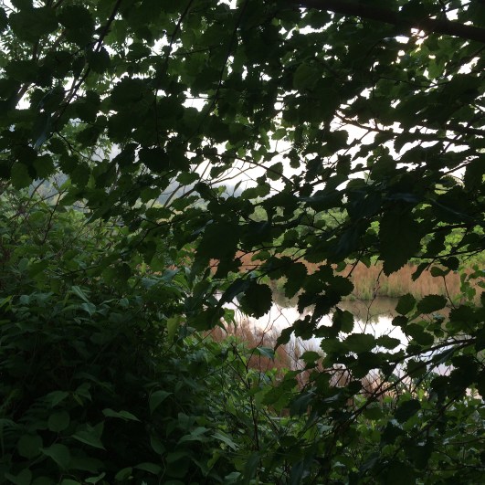 peeking through to te marsh