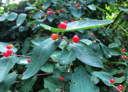 red berries
