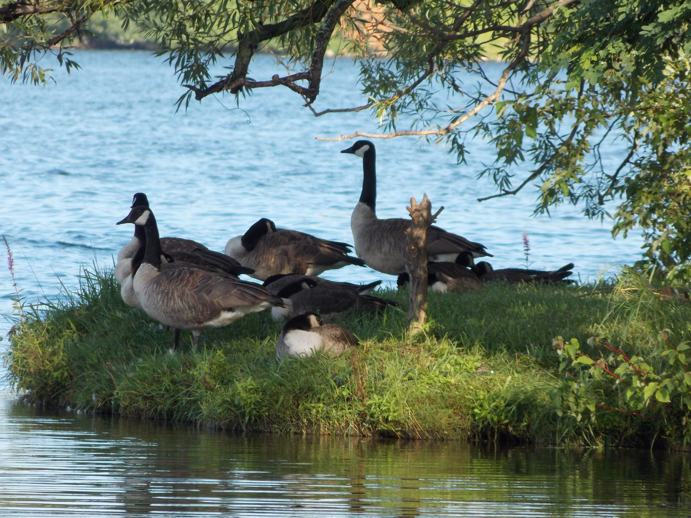 geese on lake