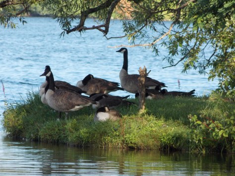 geese on lake