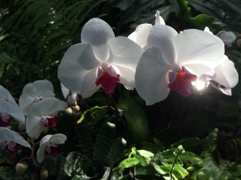 orchids through light
