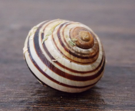 snail shell