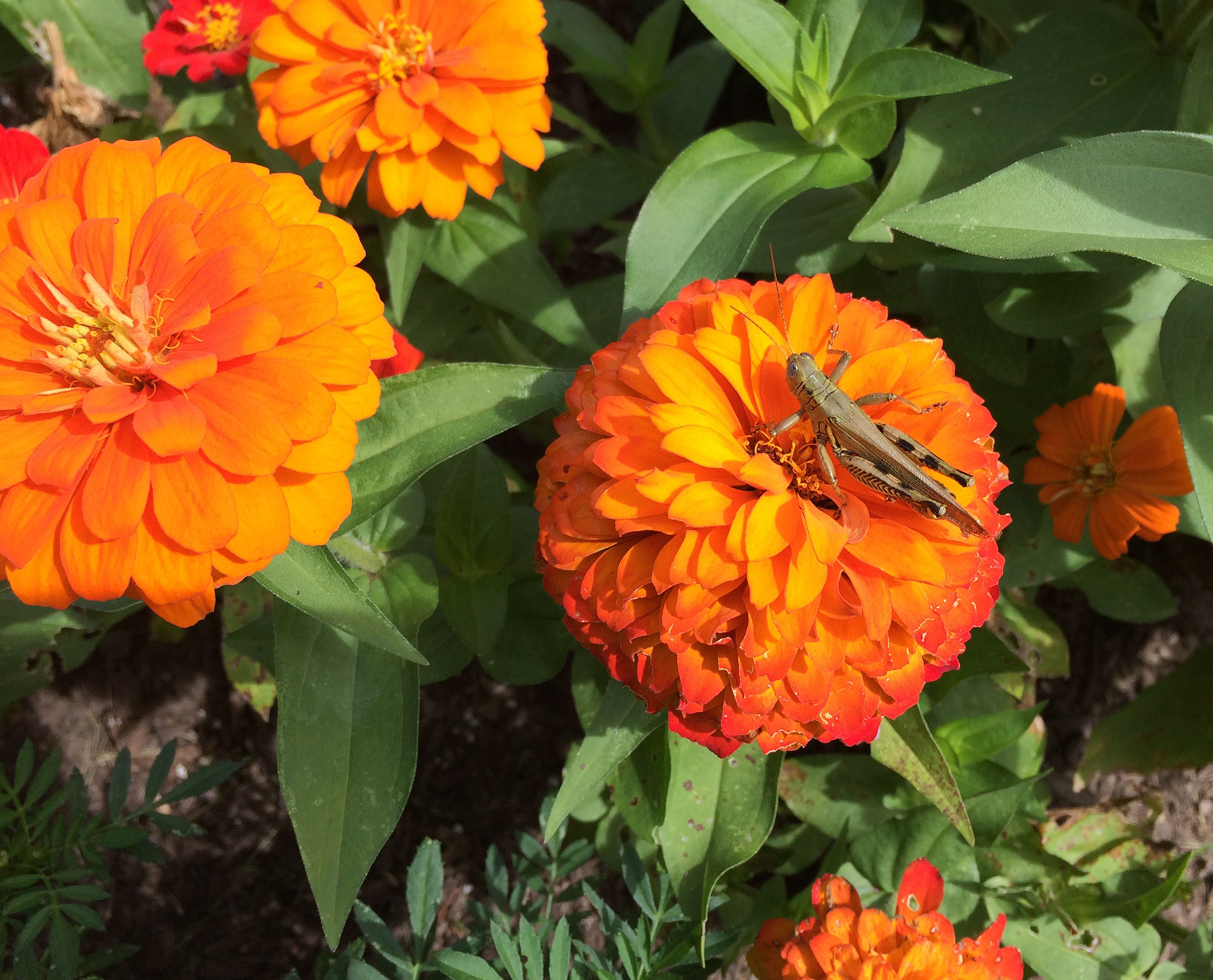 grasshopper-on-zenias