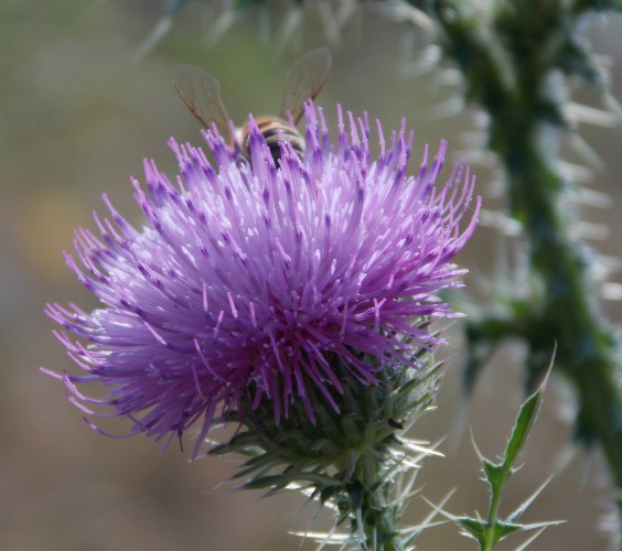 purple-thistle