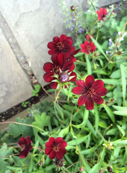 red-flowers