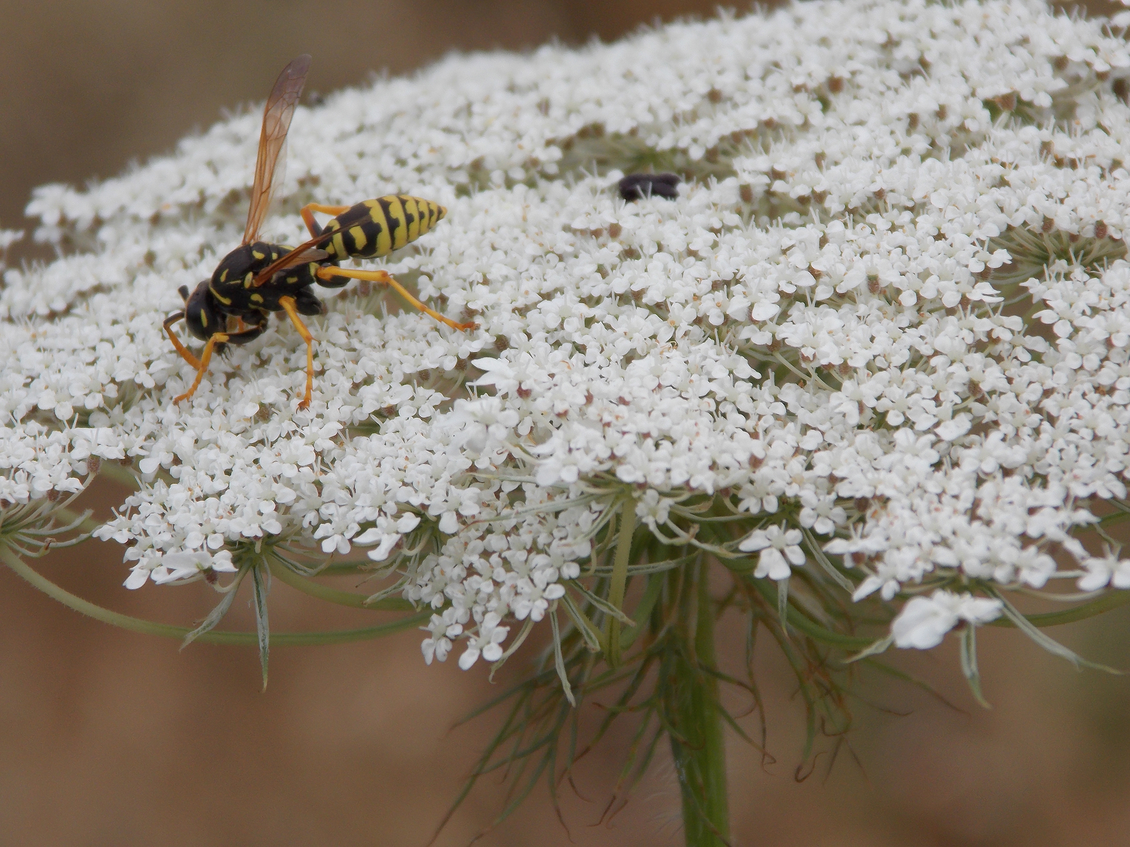 bee-on-queens-a-lace