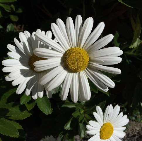 daisies-close-up