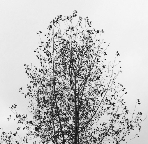 tree-with-falling-leaves