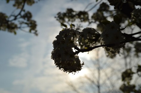 flower-against-sun