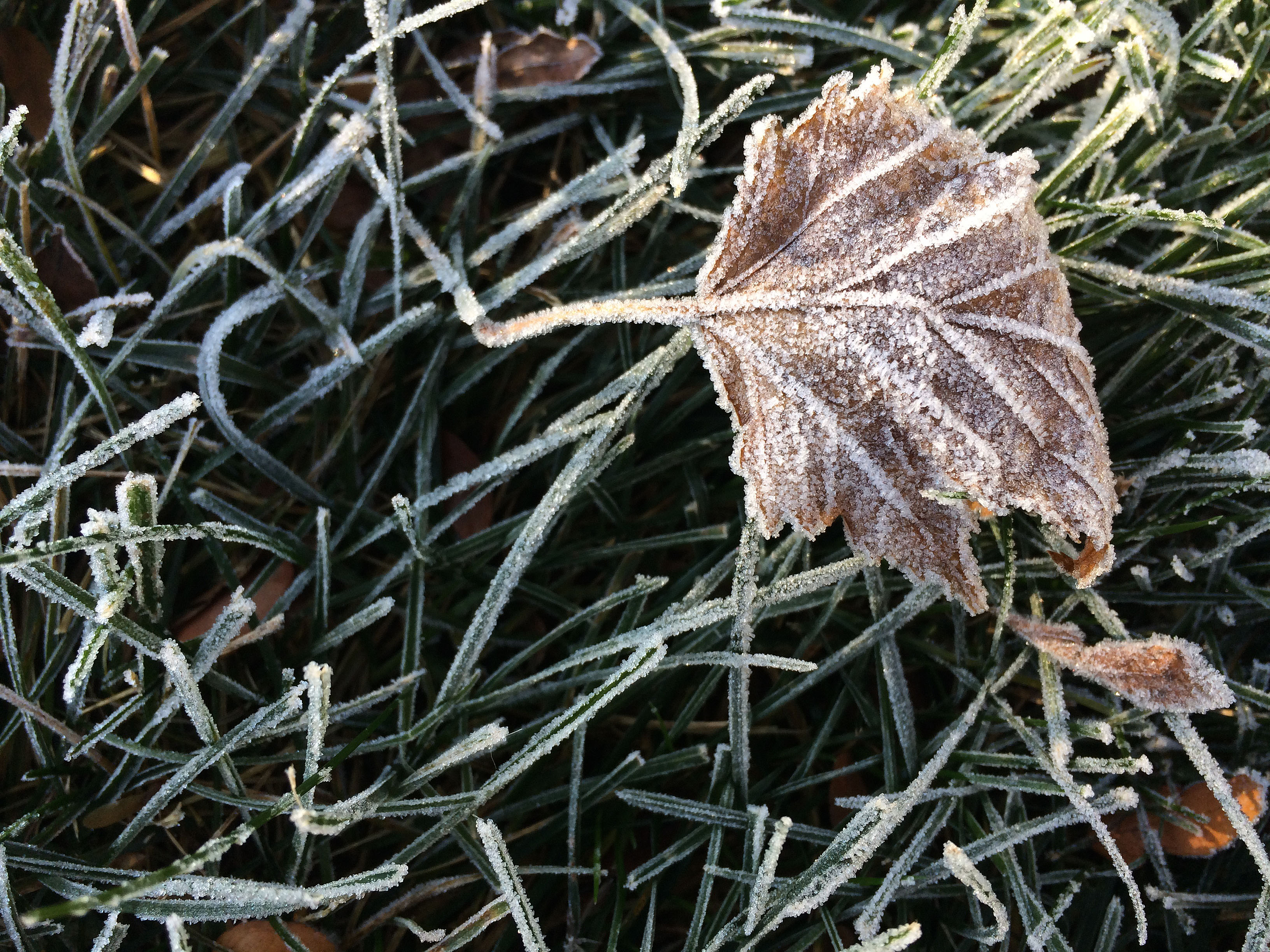 frost-on-a-leaf-in-grass