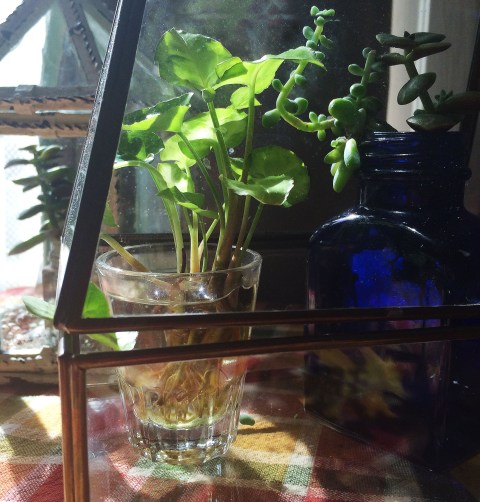 plants-in-glass-houses