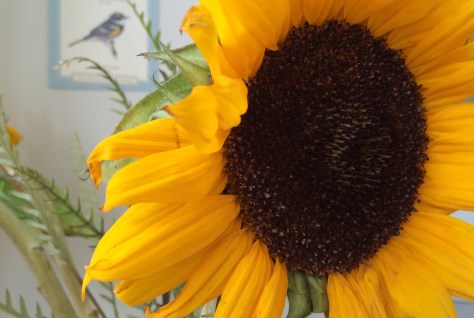sunflower-w-bird-background