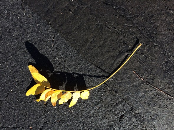 yellow-leaf-on-black-top2