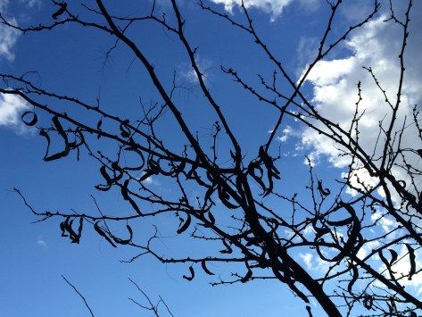 blue-sky-w-sil-of-tree