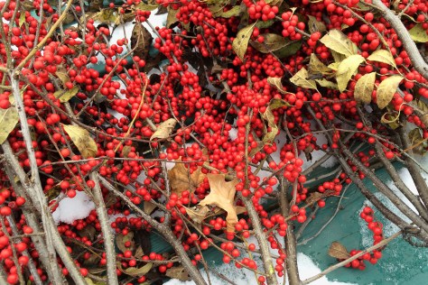 red-berries