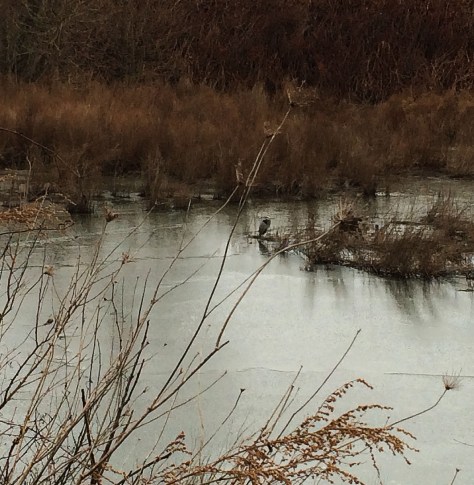 heron-on-a-frozen-marsh