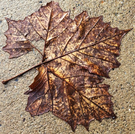 wet-leaf-on-concrete