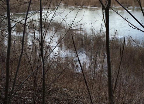 marsh-through-trees2