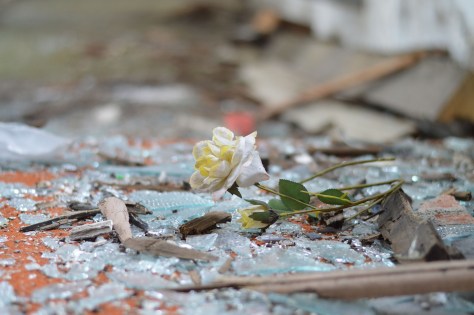 rose-in-debris
