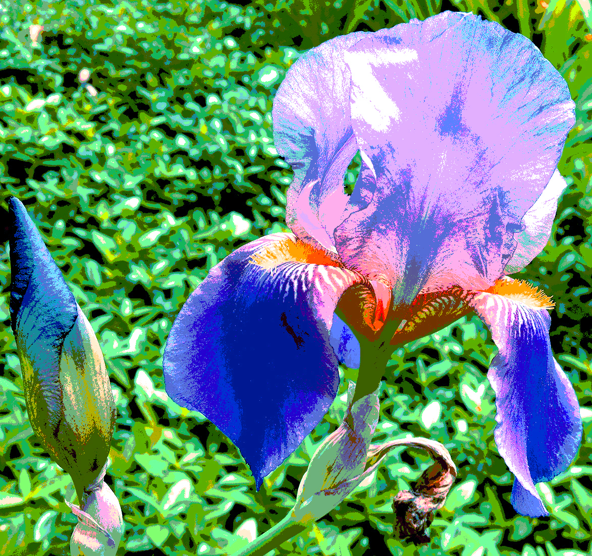 blue iris