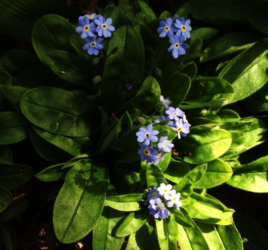 forget me nots