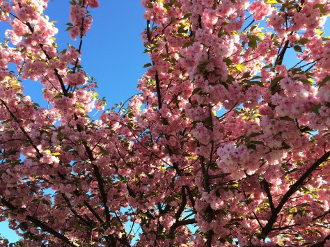 cherry blossom tree and sky