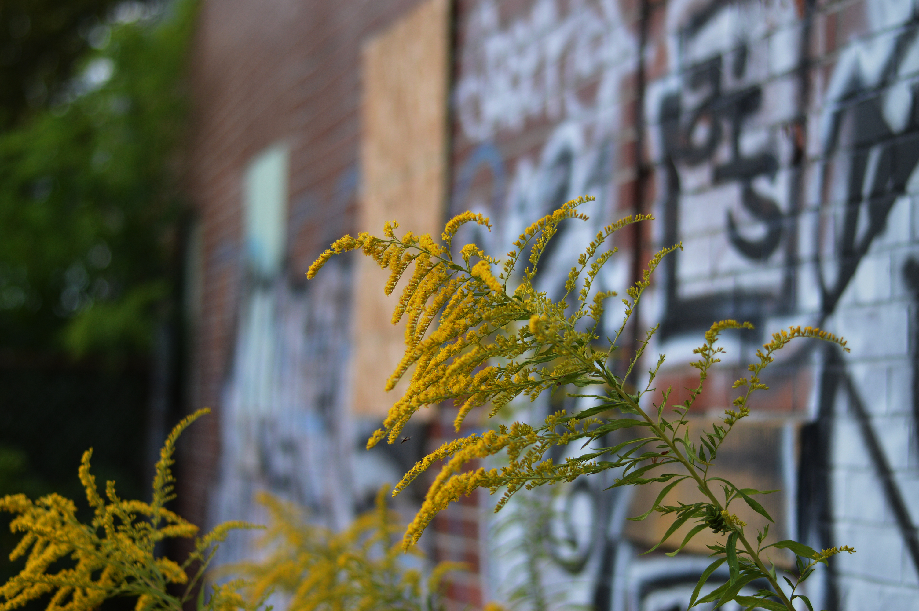 goldenrod grafitti