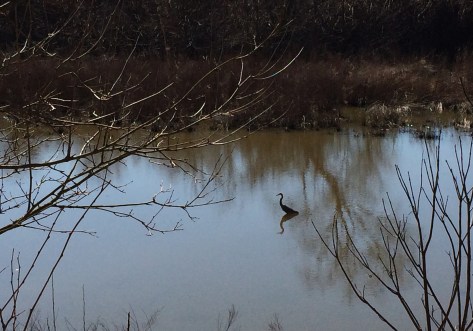 heron on the marsh spring