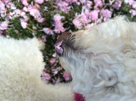 juliet w petal on nose2
