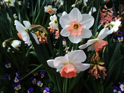 orange and white daffodils