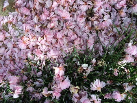 pink petals in grass