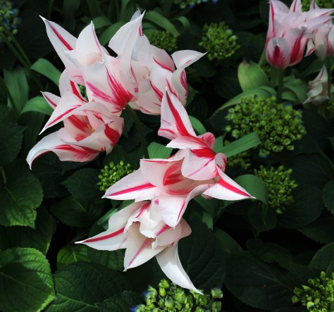 red and white tulips