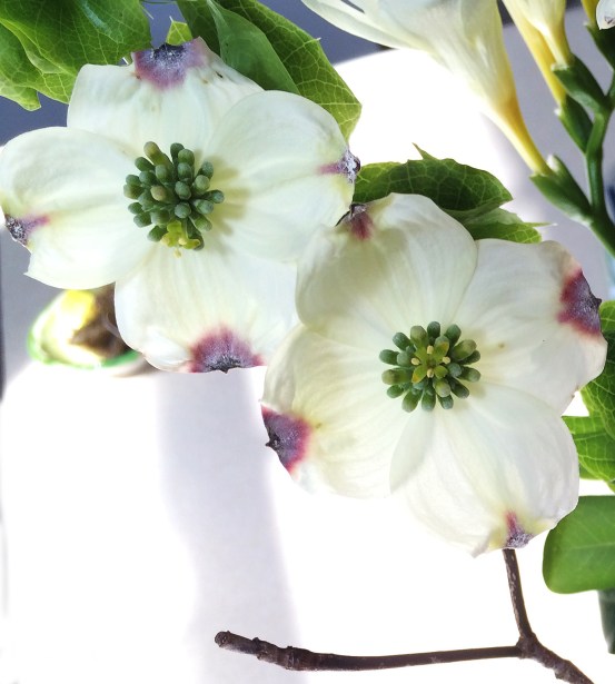 dogwood flowers2