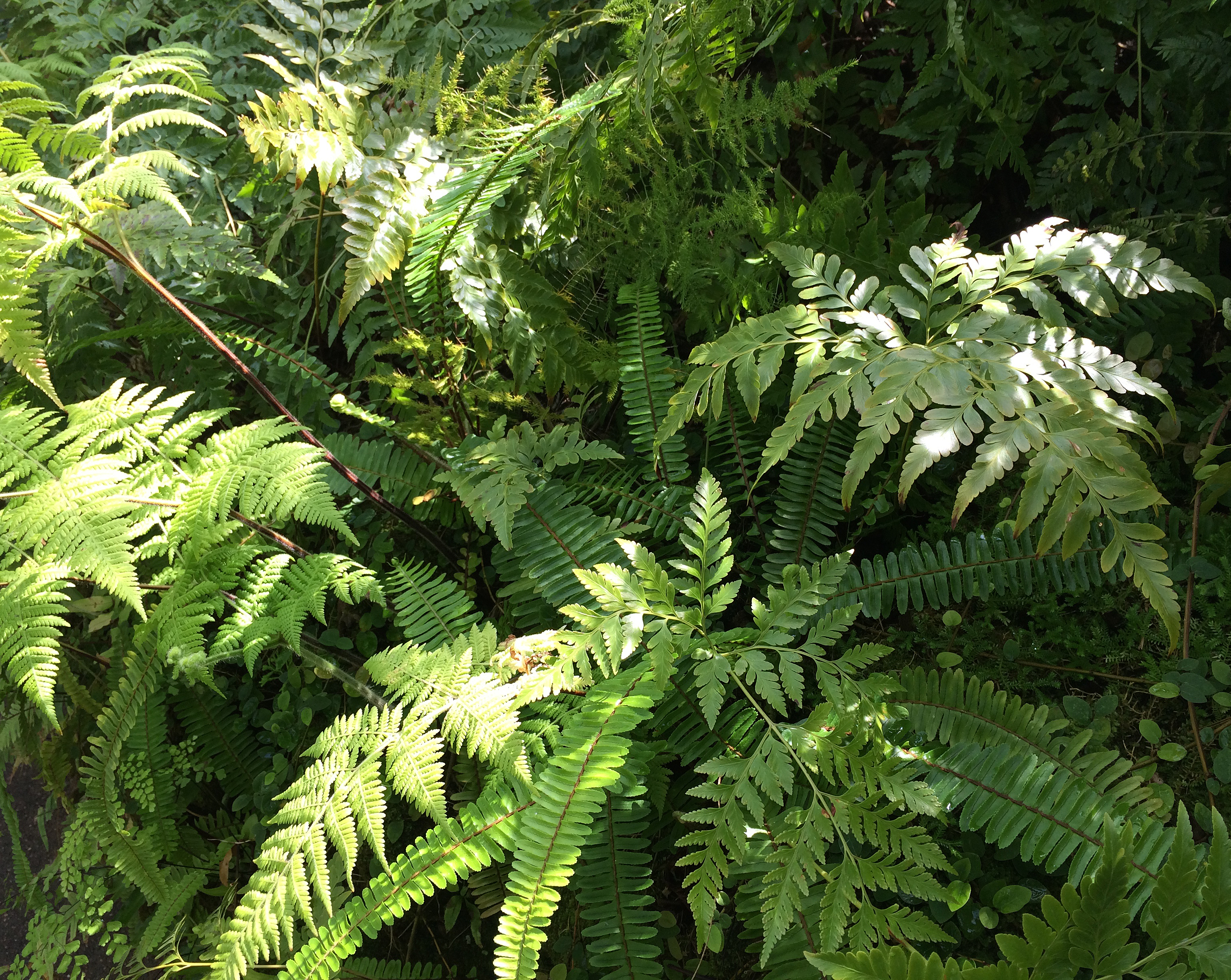 ferns