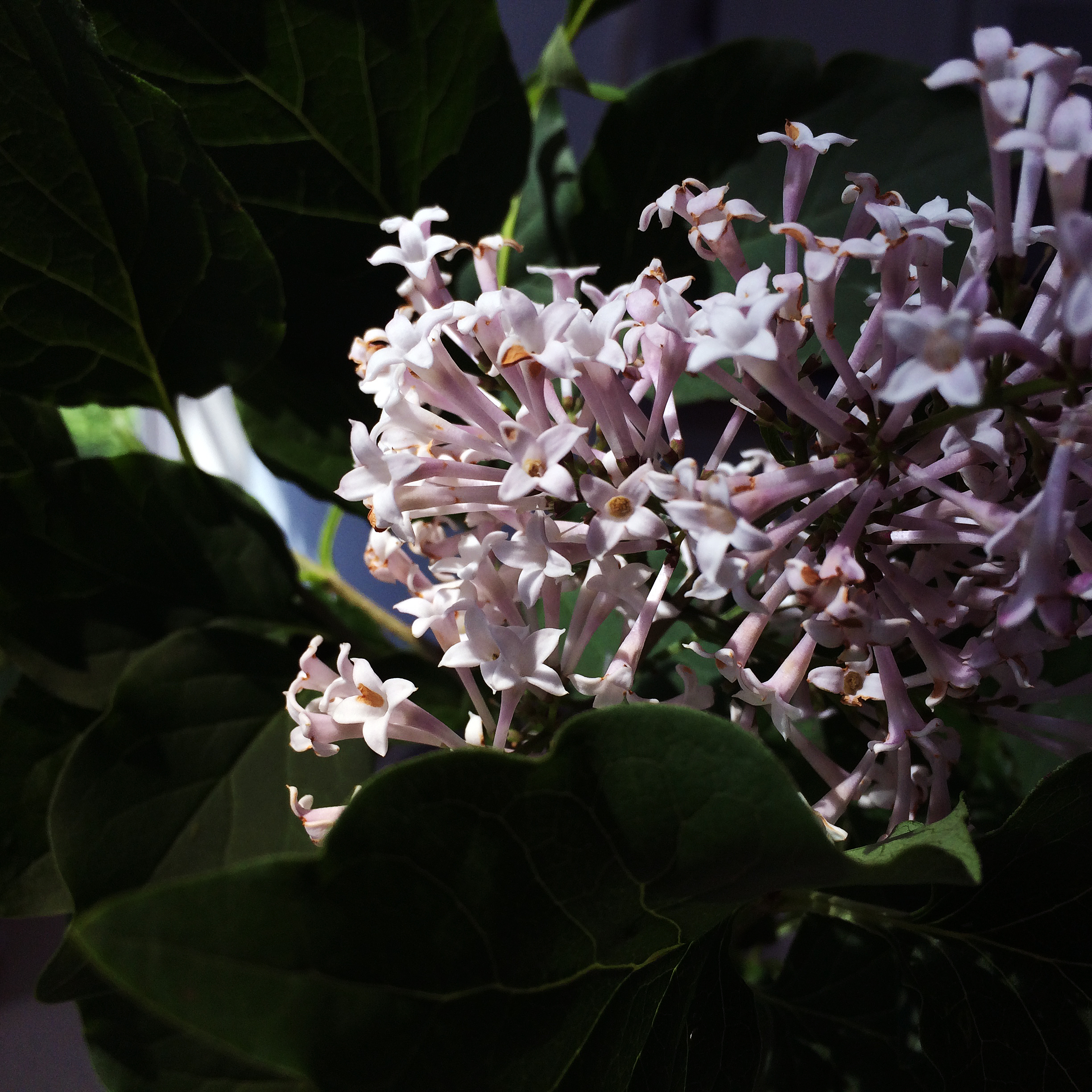 lilacs