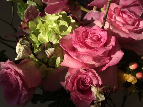 pink roses with water droplets