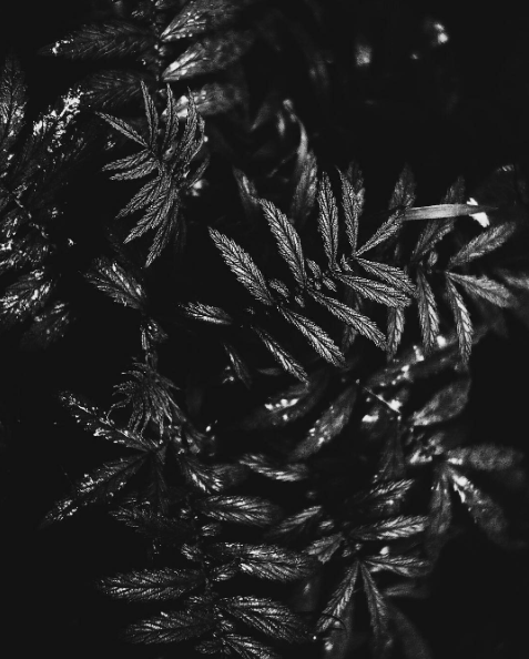 Screen Shot 2017-05-23 at 2.32.30 PM