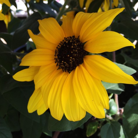 sunflower at lowes