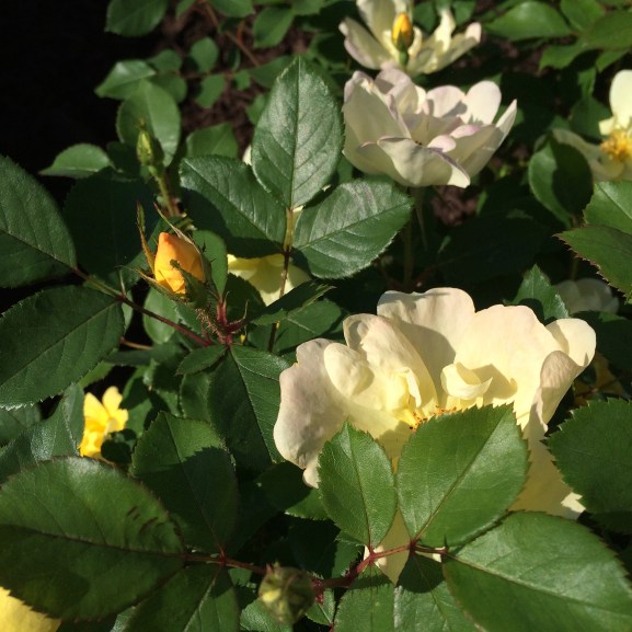 yellow rosebud2
